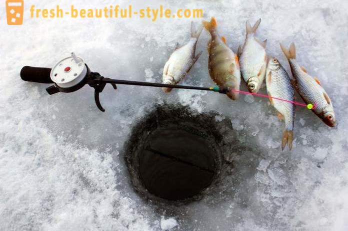 Mört fiske på vintern. Tacklar för att fånga mört vinter