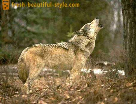 Wolf jakt. Metoder för jakt vargar