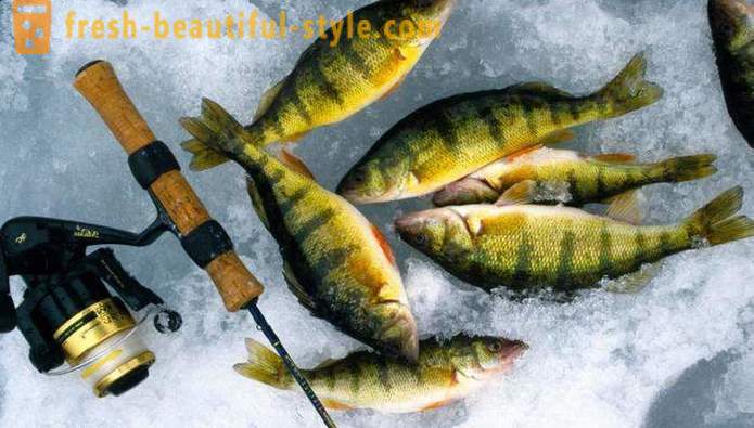Fiske på rocker på vintern. fisketeknik på balansbommen