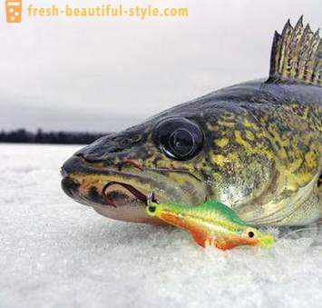 Fiske på rocker på vintern. fisketeknik på balansbommen