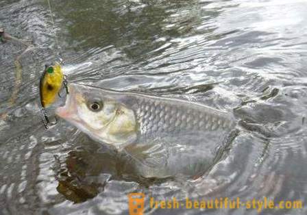 Chub fiske: sätt att bete. Fånga färna sommar